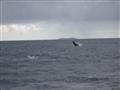 Maui - Avvistamento Balene